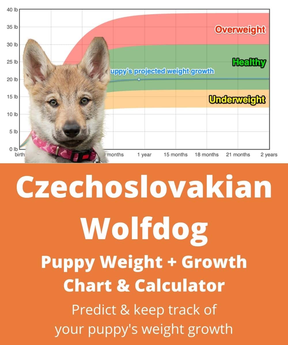 czechoslovakian-wolfdog Puppy Weight Growth Chart
